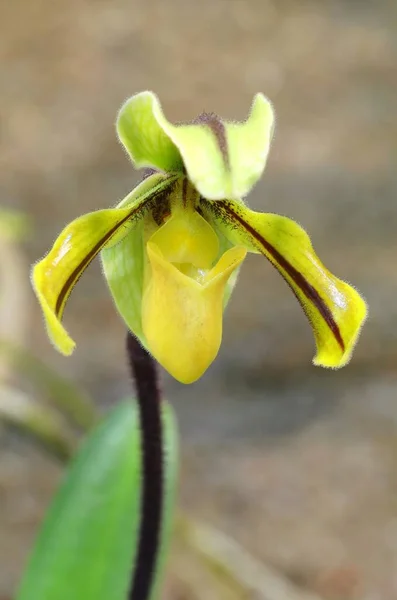 Egzotyczna Tropikalna Orchidea Ogrodzie Botanicznym — Zdjęcie stockowe