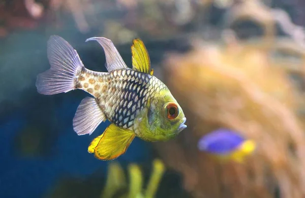 Beautiful Tropical Fish Sphaeramia Nematoptera Aquarium — Stock Photo, Image