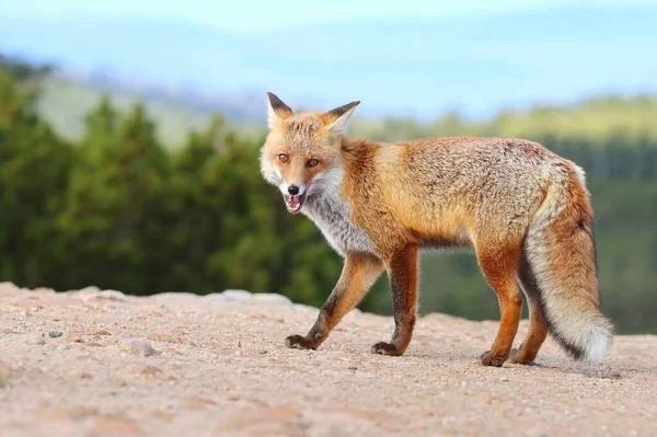 高山上可敬的红狐狸 — 图库照片