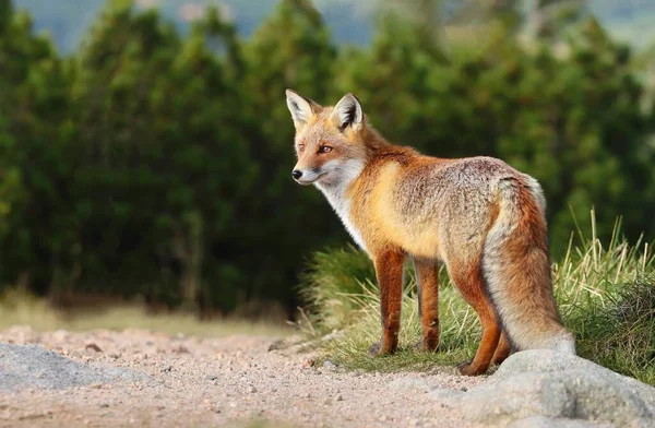 Bedårande Vild Röd Räv Fjället — Stockfoto