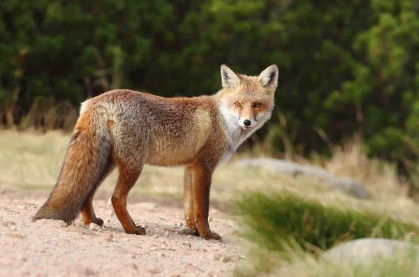 Adorable Zorro Rojo Salvaje Las Montañas — Foto de Stock