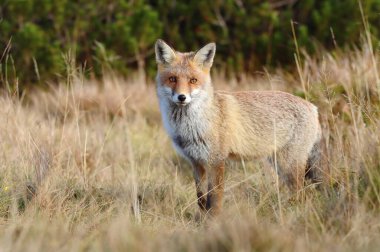 Dağlardaki güzel kızıl tilki