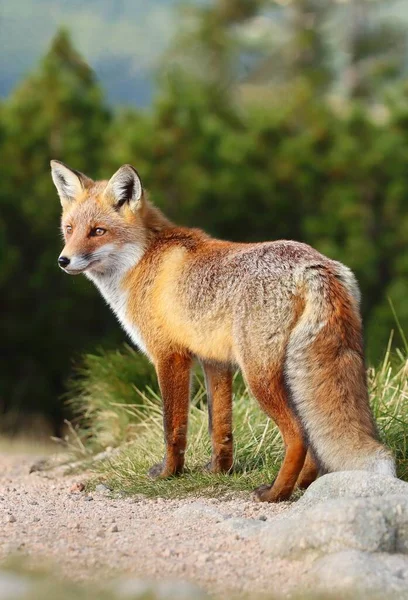 Vacker Vild Röd Räv Berg — Stockfoto