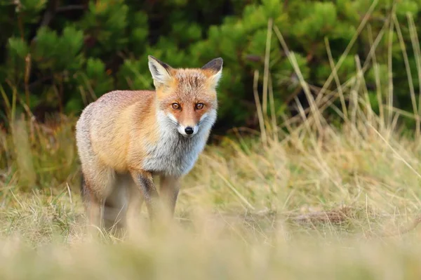 Beautiful Wild Red Fox Mountains — Stock Photo, Image