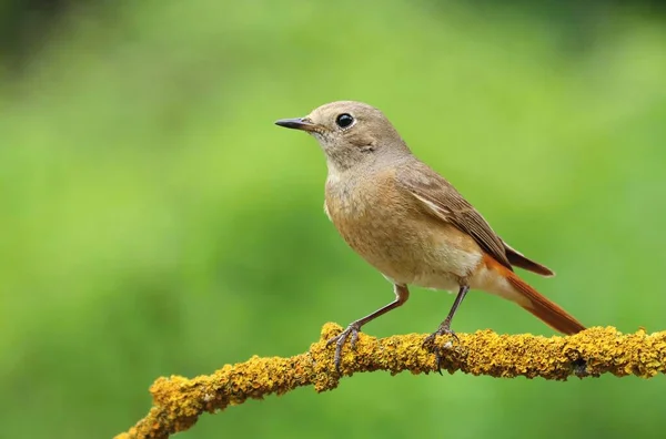 Common Redstart Female Branch — Stock Photo, Image