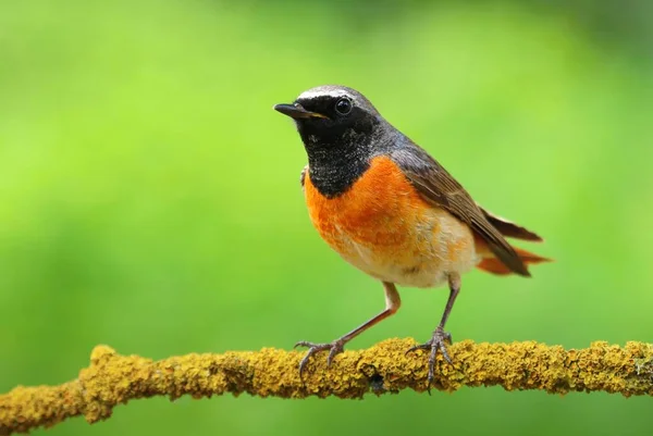 Common Redstart Young Male — Stock Photo, Image