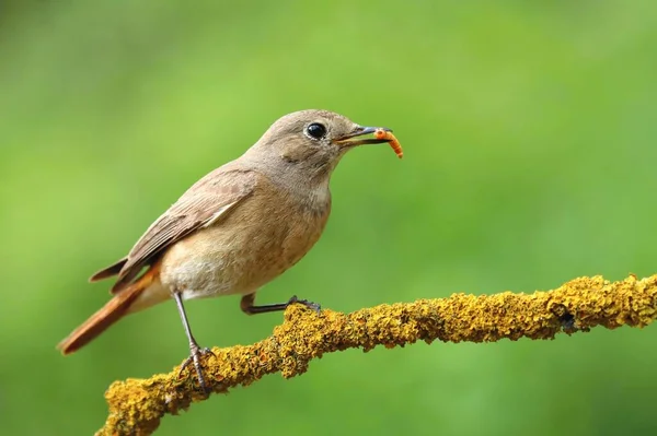 Common Redstart Female Branch — Stock Photo, Image