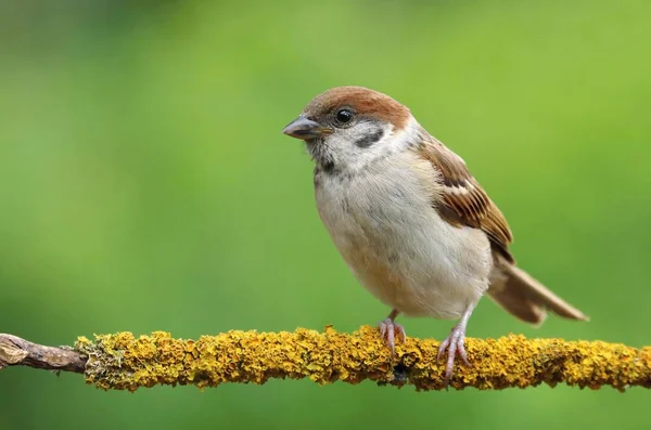 Eurasian Tree Sparrow Branch — Stock Photo, Image