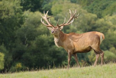 Rut sırasında görkemli kızıl geyik.