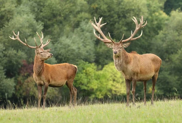 Deux Cerfs Rouges Pendant Ornière Automne — Photo