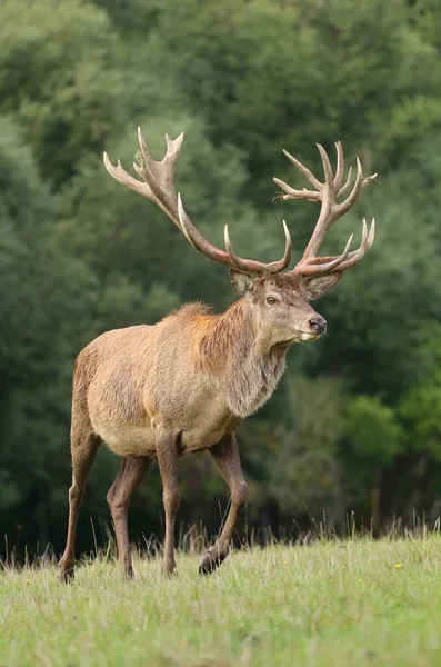 Majestic Red Deer Male Rut — Stock Photo, Image