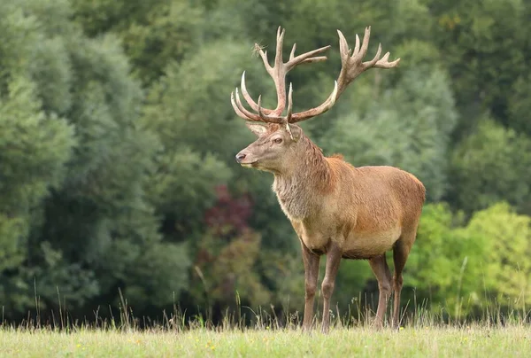 Majestic Red Deer Male Rut — Stock Photo, Image