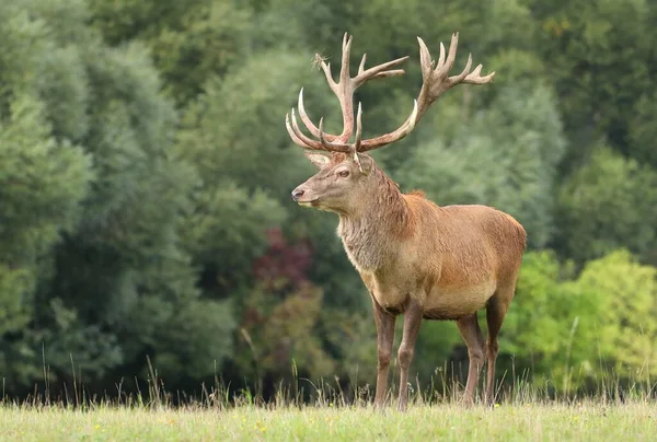 Maestoso Cervo Maschio Rosso Durante Carreggiata — Foto Stock