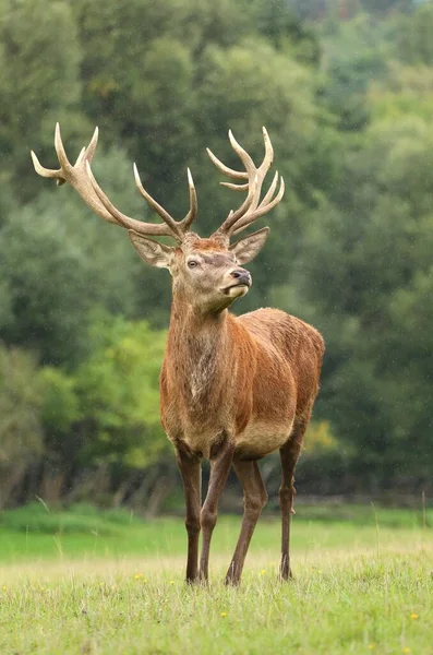 Majestic Κόκκινο Ελάφι Αρσενικό Κατά Διάρκεια Της Διαδρομής — Φωτογραφία Αρχείου