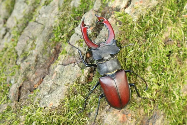 Detalle Del Majestuoso Escarabajo Ciervo Europeo —  Fotos de Stock