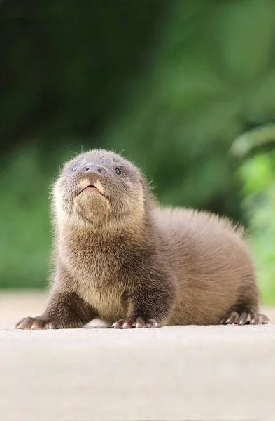 Schattige Euraziatische Otter Baby Wilde Natuur — Stockfoto