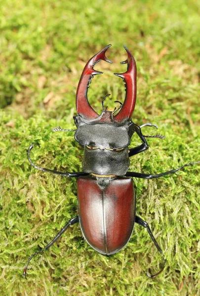 Detail Majestic European Stag Beetle — Stock Photo, Image