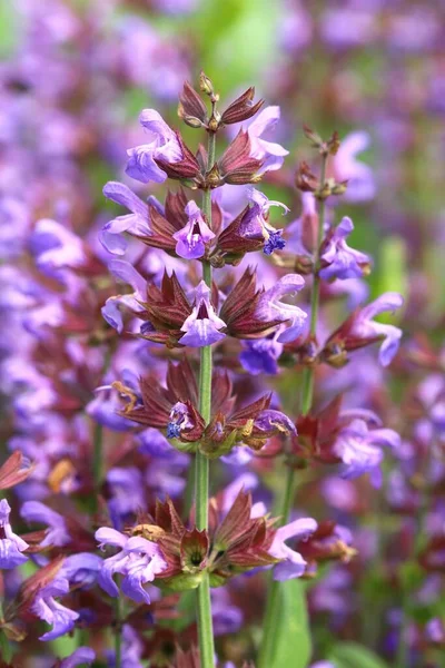 Salvia Común Curativa Jardín —  Fotos de Stock