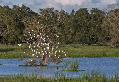Sucul kuşları bu gece Brazos Bend State Park, Teksas 'taki bir ağaçta toplanıyor.