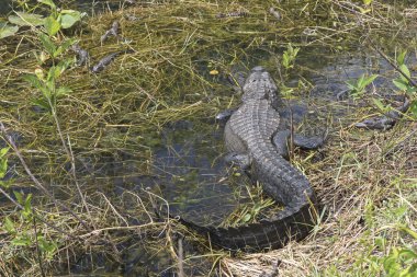 Florida göletinde bebekleri olan timsah anne sığ suda dinleniyor.