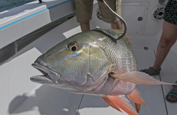 Acabo Atrapar Peces Gancho Mutton Pargo Pesca Florida Estados Unidos — Foto de Stock