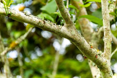 Rama con brotes on medio de un bosque.