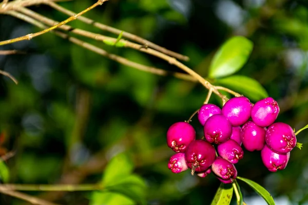 Fruta Prohibida Numero Dos Frutos Colgando Una Rama Arbol — Φωτογραφία Αρχείου