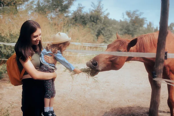 Little Toddler Girl Feeding Grass Farm Horse — Fotografia de Stock