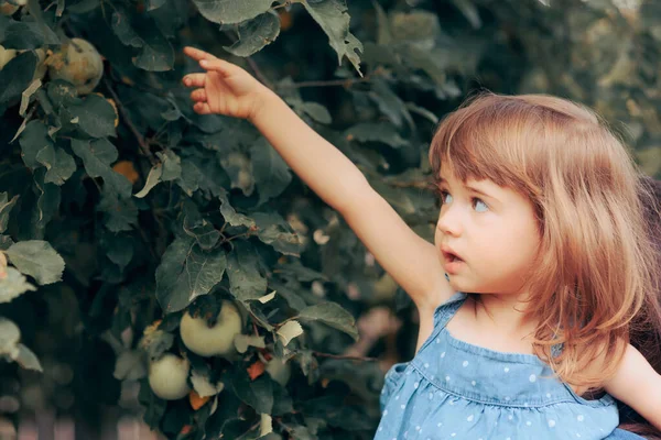 Küçük Kız Meyve Bahçesinden Organik Elma Topluyor — Stok fotoğraf