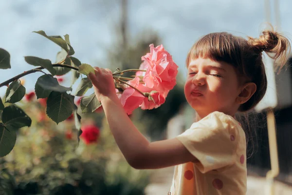 Ребенок Пахнущий Розовой Розой Сезон Цветения — стоковое фото