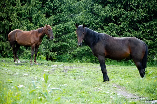 Zwei Pferde auf dem Gras — Stockfoto