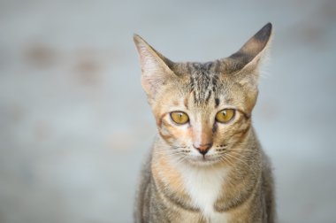 Yavru kedi