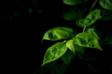 Karanlıkta yapraklar