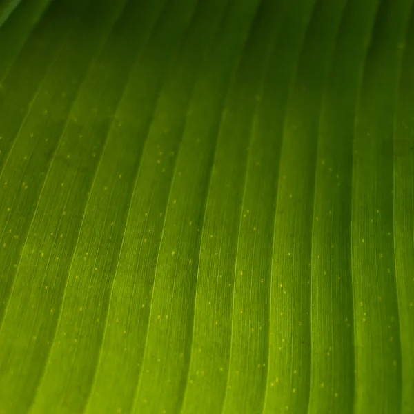 Banana foglie — Foto Stock
