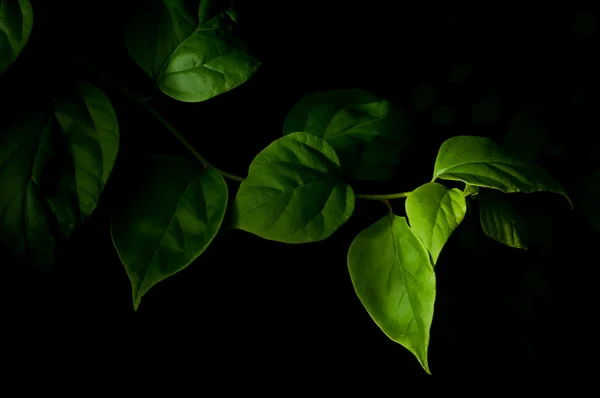 어둠에 잠긴 나뭇잎들 — 스톡 사진