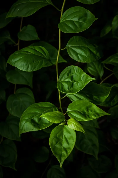 Löv i mörkret — Stockfoto