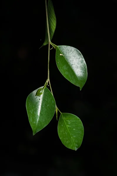 Blätter im Dunkeln — Stockfoto