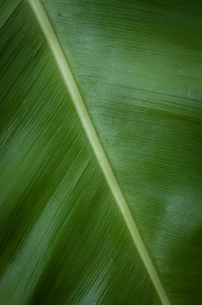 Banana foglie — Foto Stock