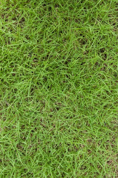 Iarbă verde — Fotografie, imagine de stoc