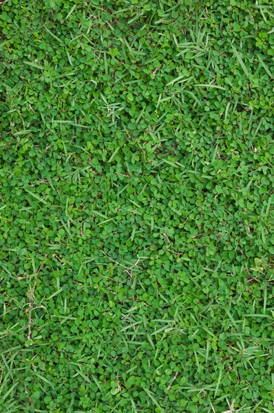 Groen gras — Stockfoto