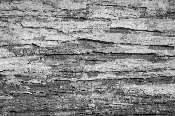Surface of the wood — Stock Photo, Image