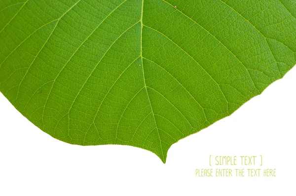 Surface of the leaves — Stockfoto