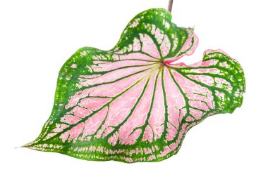 Caladium