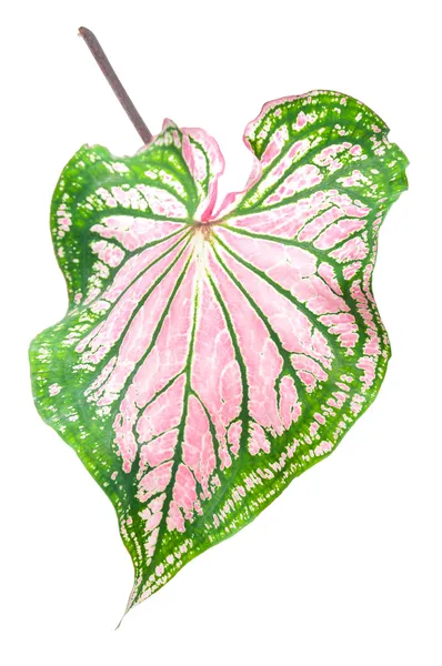 Caladium