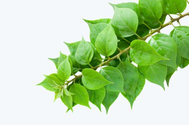 Surface of the leaves