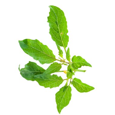 Surface of the leaves