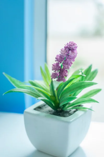 Beautiful flowers — Stock Photo, Image