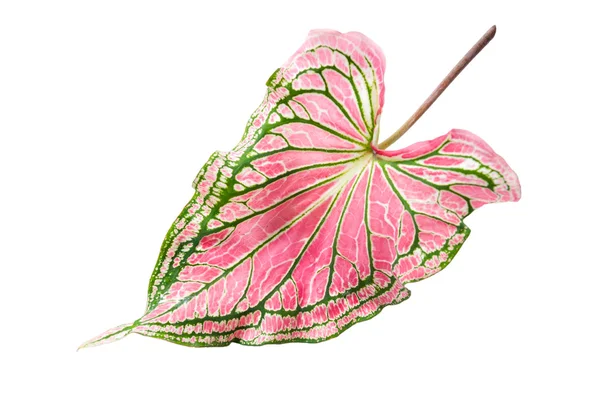 Caladium — Stok Foto