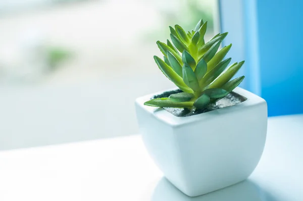 Hermosas flores — Foto de Stock