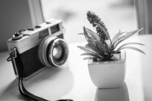 Film kameraları ve çiçekler — Stok fotoğraf